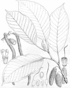 Milicia excelsa African Teak